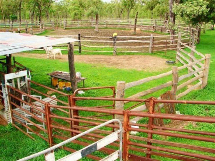 Cattle Yards - Click for enlargement