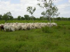 Cattle - Click for enlargement