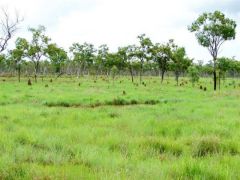 Springs in open country - Click for enlargement