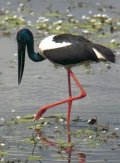 Black-necked Stork (Jabiru) - Click for enlargement