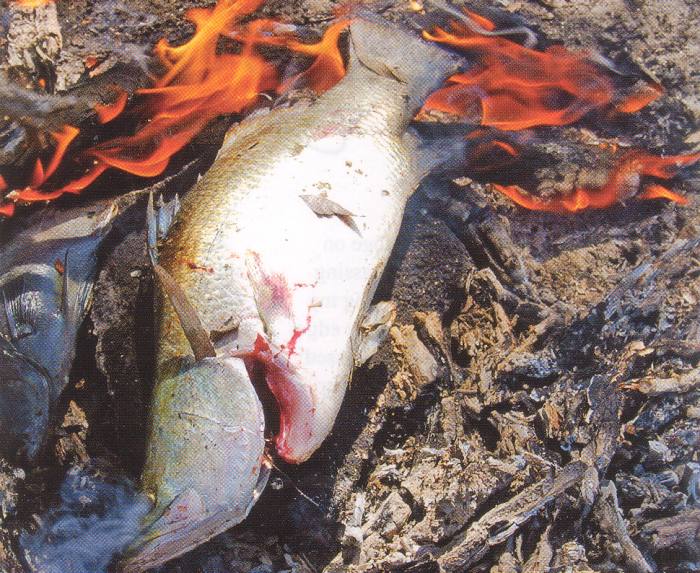 A feast fit for a king, fresh caught Barramundi cooked on an open coal fire - Click for enlargement