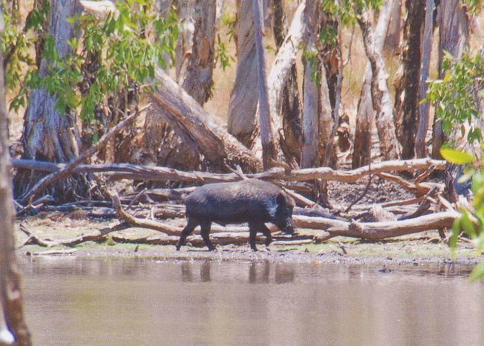  A mature lone boar, as usual, on the opposite side of the paperbark swamps - Click for enlargement