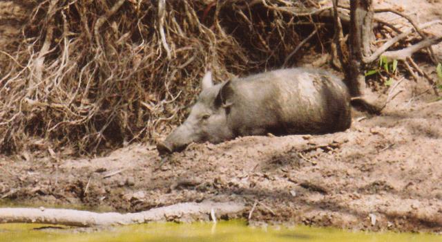 Cape York Boar Hunting - Click for enlargement