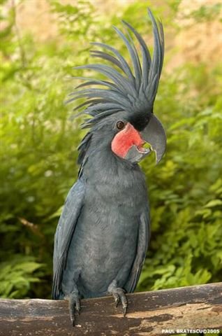 palm cockatoo